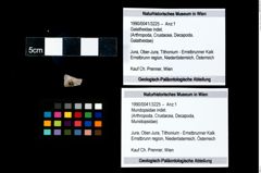 Foto (Objekt + Etikett) von Mundopsidae indet.  (NHMW-GEO-1990-0041-3225)
